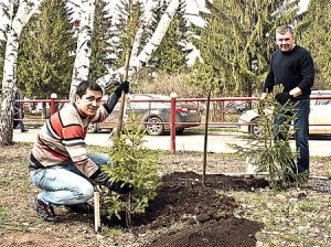 В честь Великой Победы -  зелёные аллеи