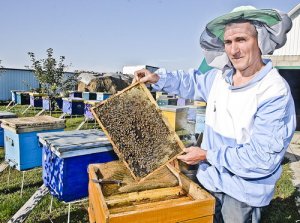 У хорошего пасечника мёд правильный