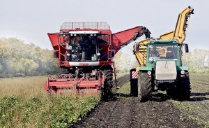 Началась уборка сахарной свёклы