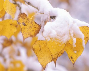 В Башкирии 21 октября прогнозируются мокрый снег и гололедица